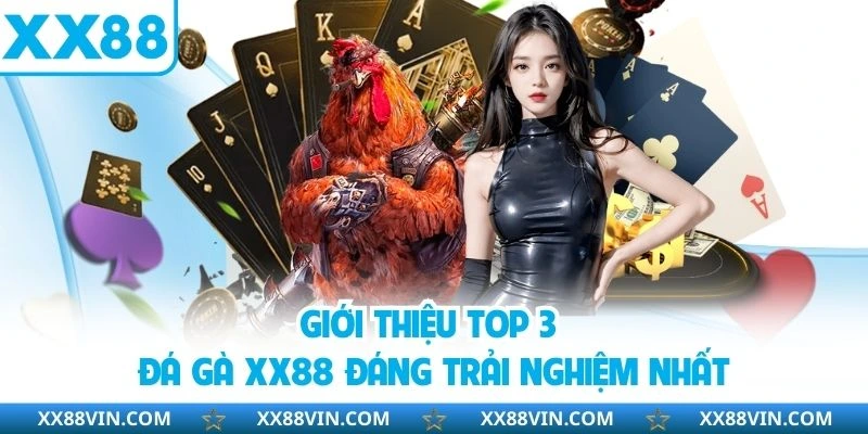 Giới thiệu top 3 đá gà XX88 đáng trải nghiệm nhất