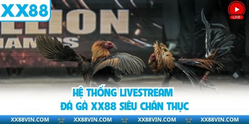Hệ thống livestream đá gà XX88 siêu chân thực
